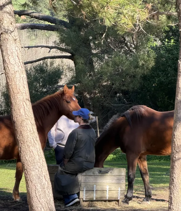 Een persoon met een blauwe pet heeft een rustig moment met een bruin paard bij een houten bak in een zonnig bos.
