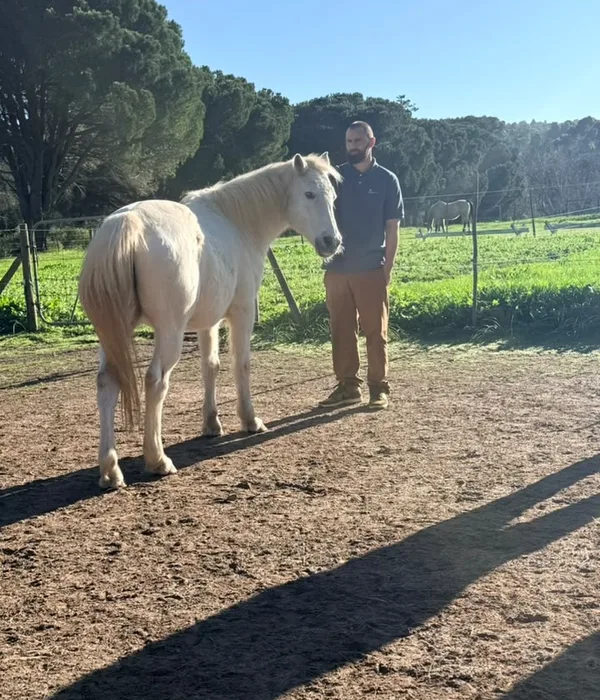 Een man staat rustig naast een wit paard in een zonnige paddock met groene weilanden en bomen op de achtergrond.
