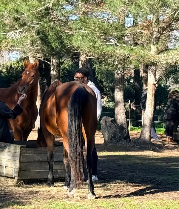 Een man en een vrouw hebben interactie met twee bruine paarden in een bosrijk, zonnig weiland.